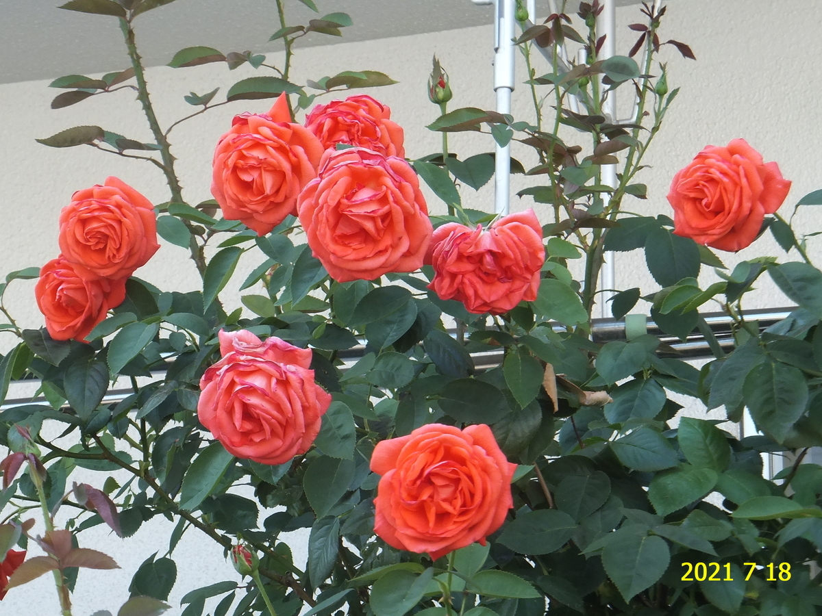 f:id:hateoji68:20210718144459j:plain
