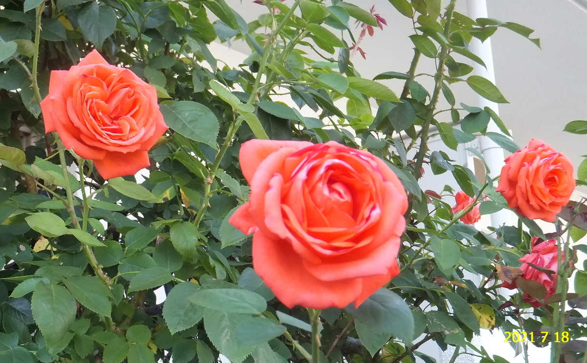 f:id:hateoji68:20210718145350j:plain