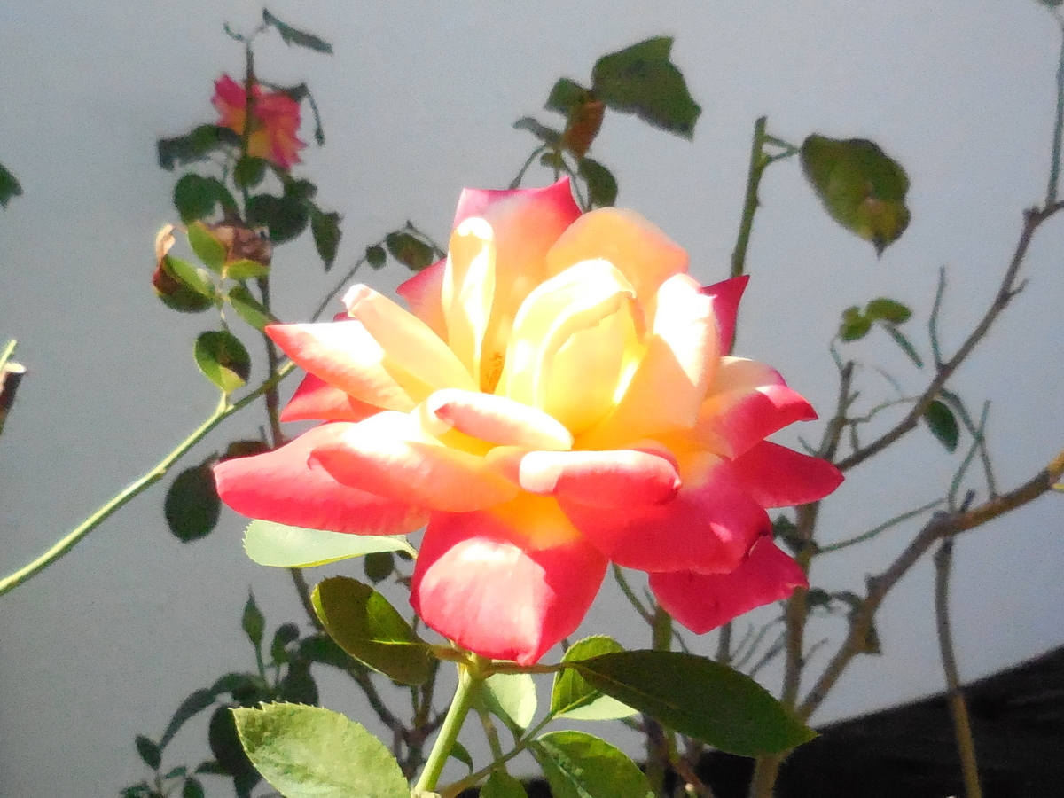 f:id:hateoji68:20210731132252j:plain