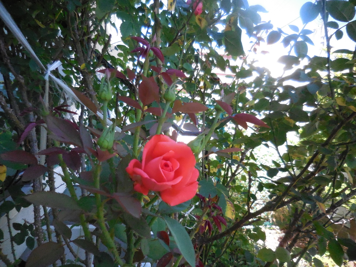 f:id:hateoji68:20210731132448j:plain