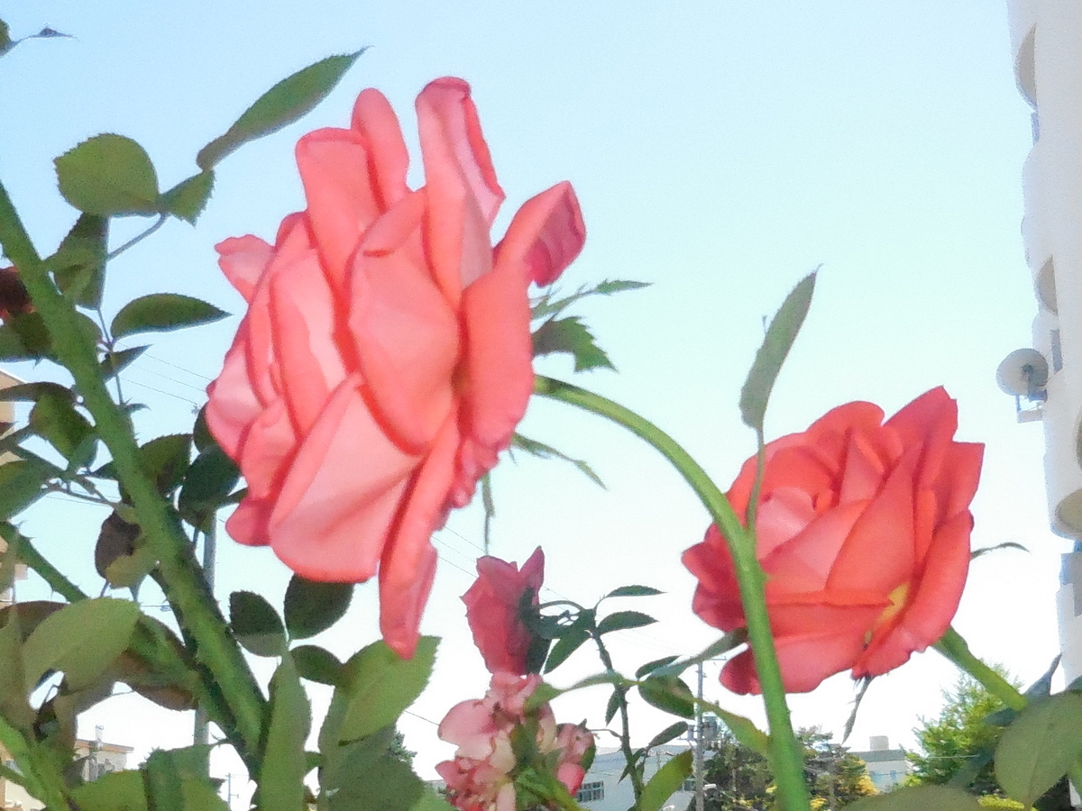 f:id:hateoji68:20210731132820j:plain