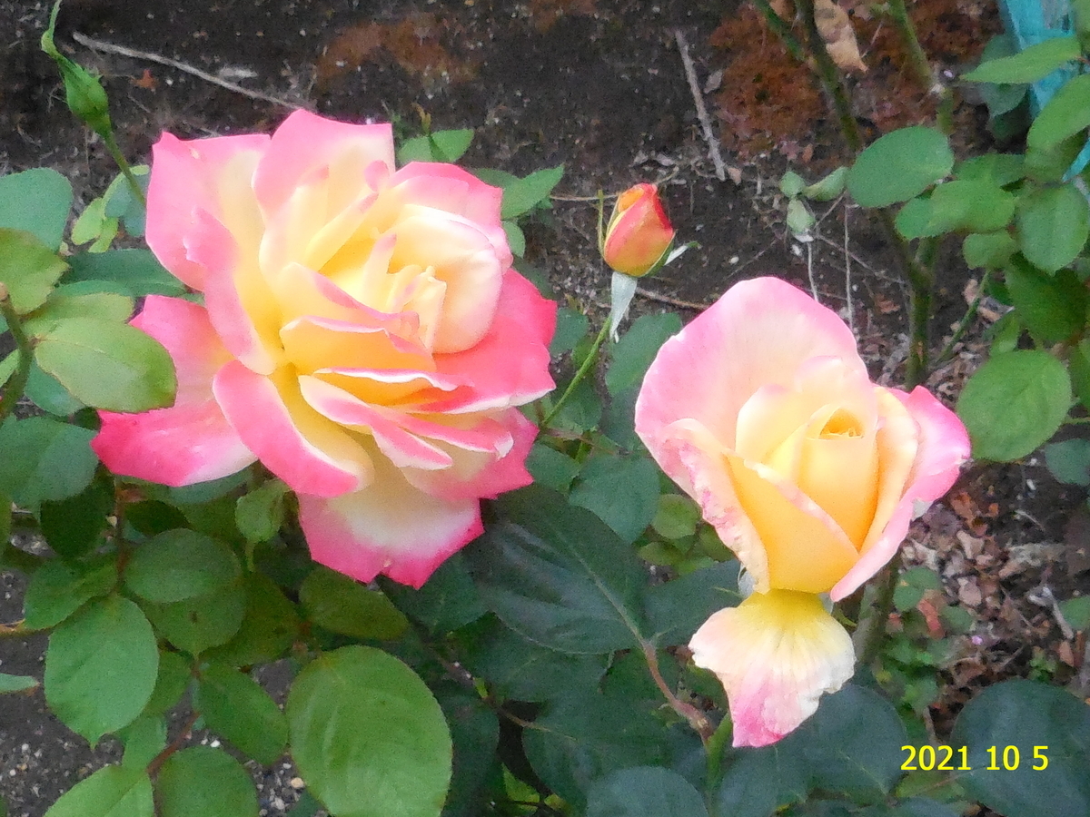f:id:hateoji68:20211005114926j:plain