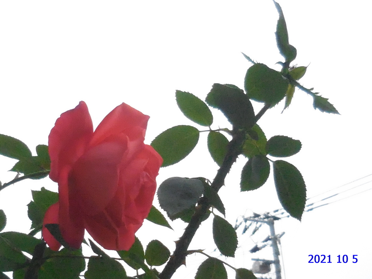f:id:hateoji68:20211005115013j:plain