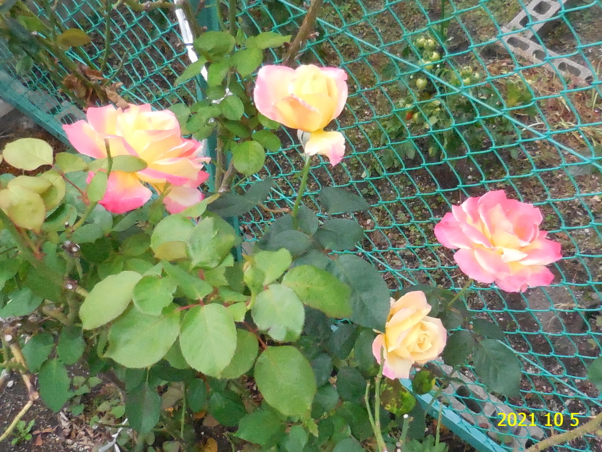 f:id:hateoji68:20211005122709j:plain
