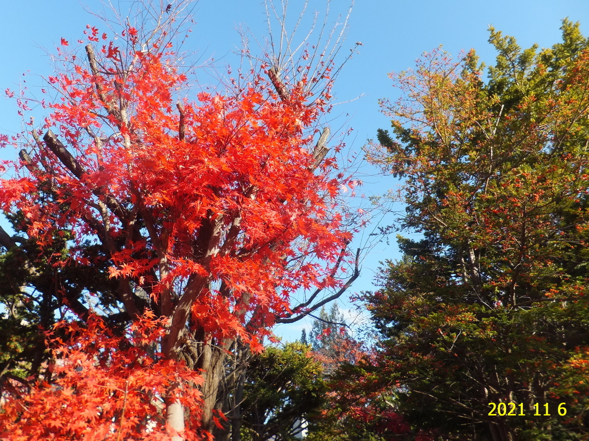 f:id:hateoji68:20211106143021j:plain
