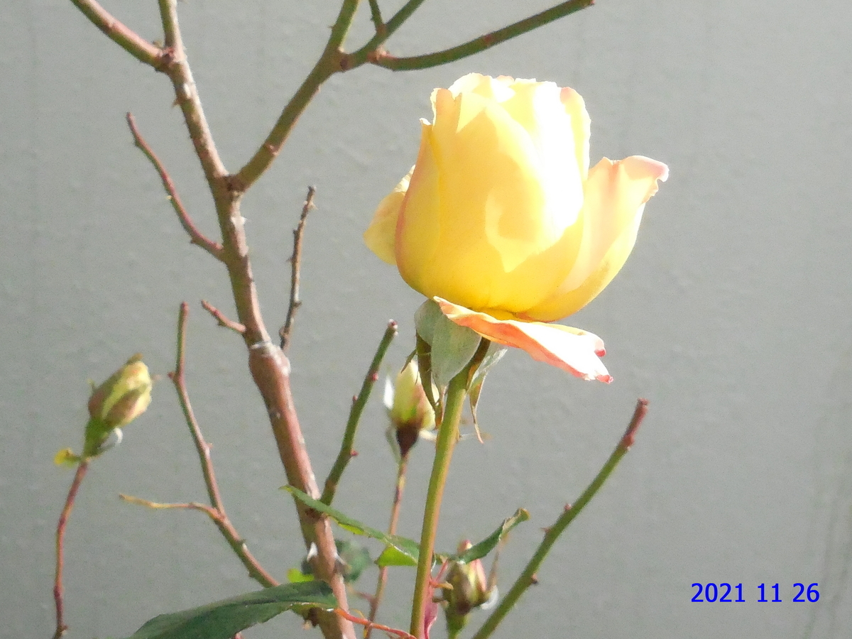 f:id:hateoji68:20211126115443j:plain