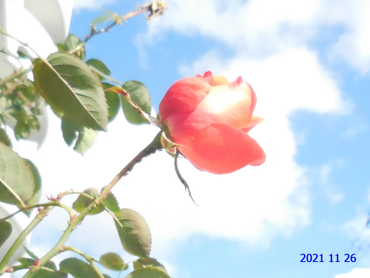 f:id:hateoji68:20211126115627j:plain