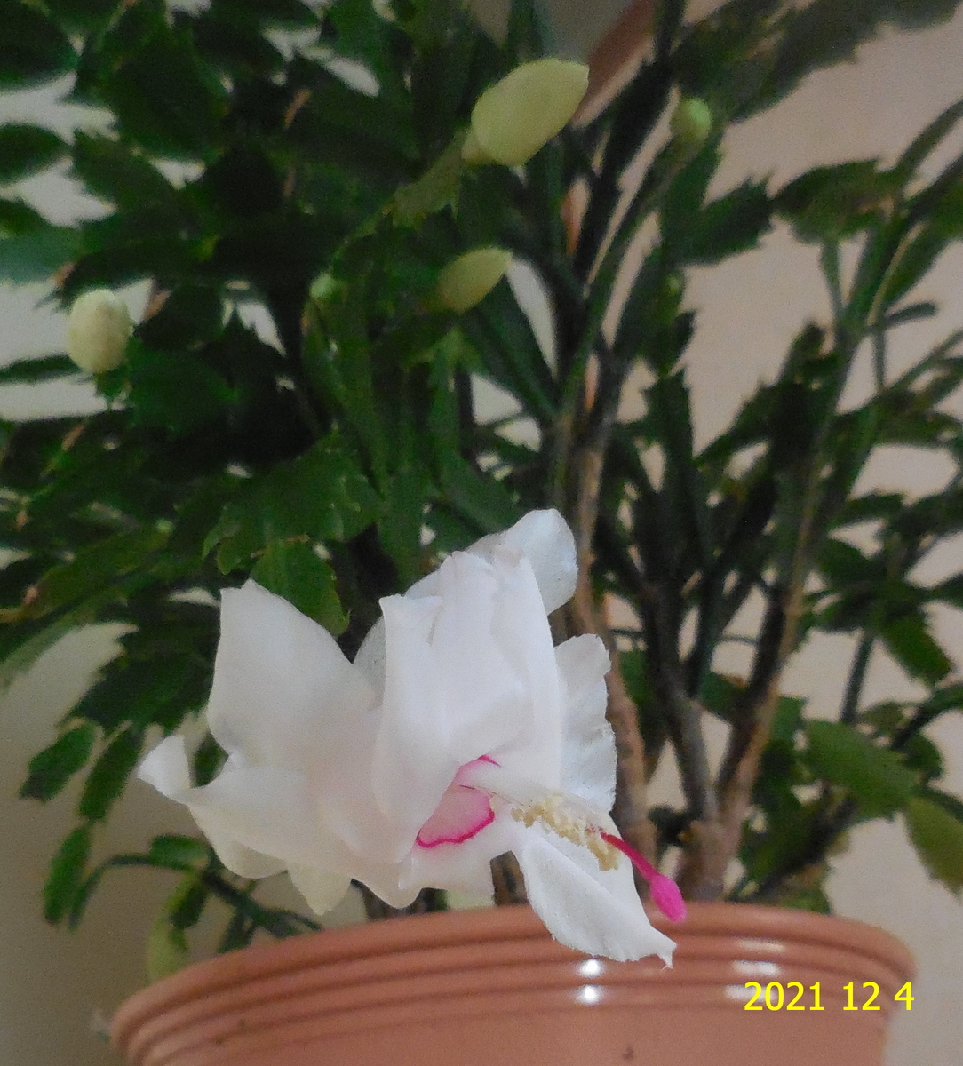 f:id:hateoji68:20211204085641j:plain