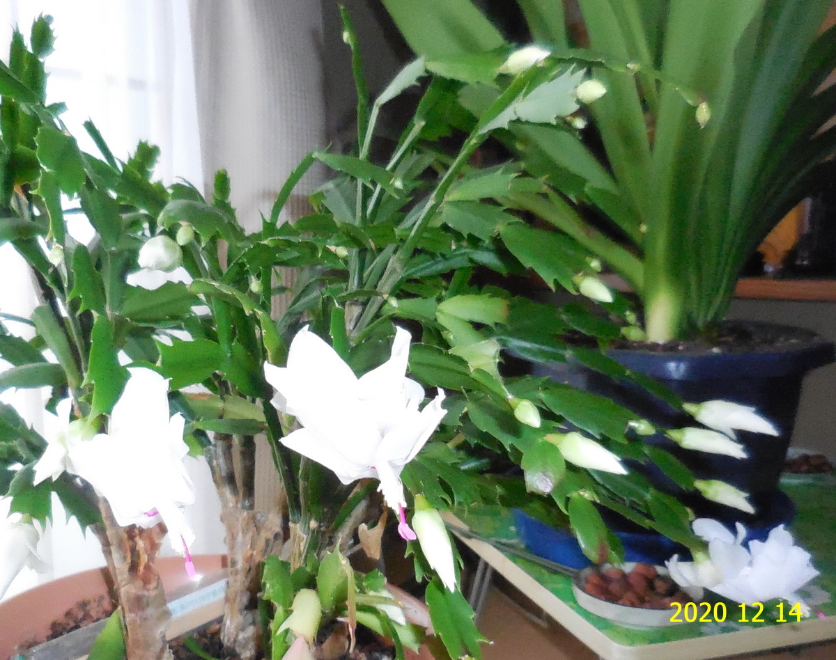 f:id:hateoji68:20211204113129j:plain