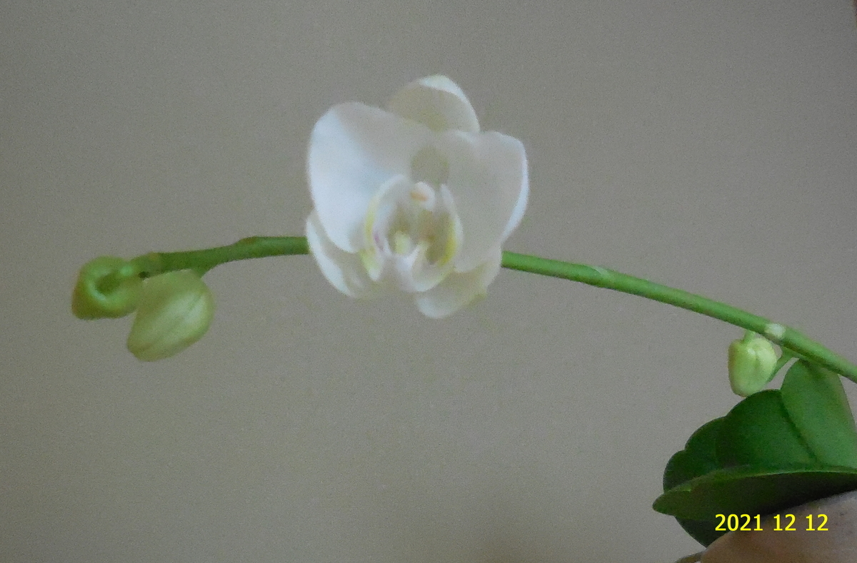 f:id:hateoji68:20211212100453j:plain