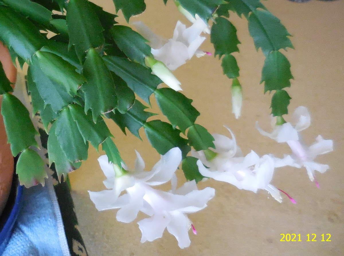 f:id:hateoji68:20211212100856j:plain