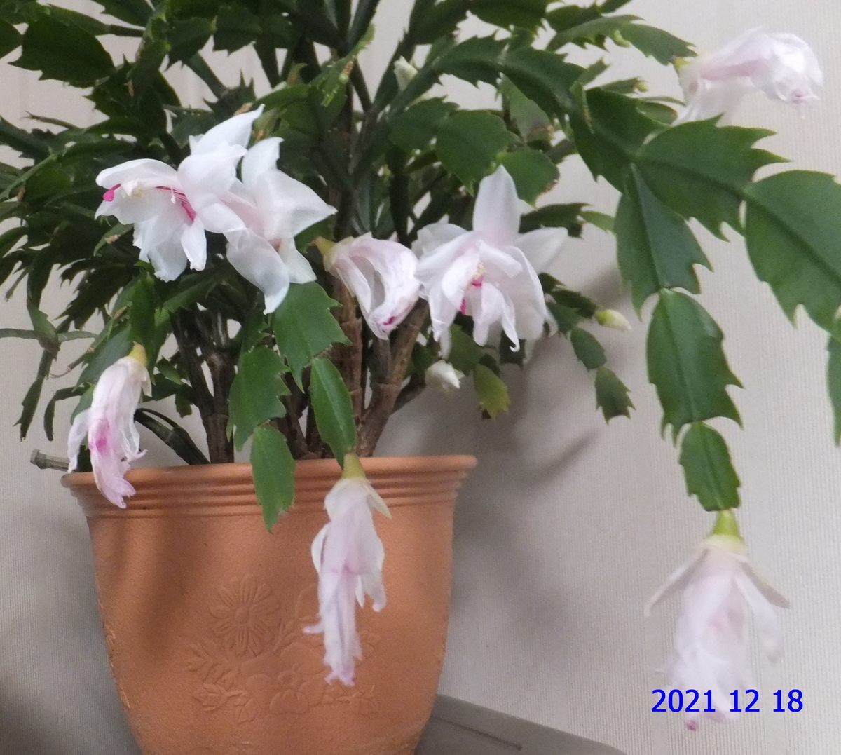 f:id:hateoji68:20211218105358j:plain
