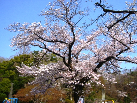 イメージ 8