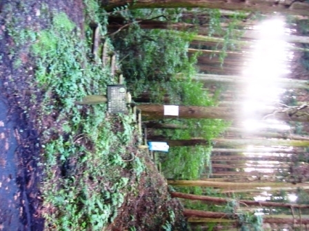 イメージ 7