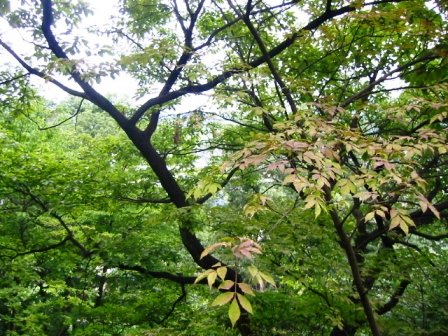 イメージ 6