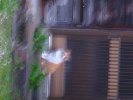 イメージ 4