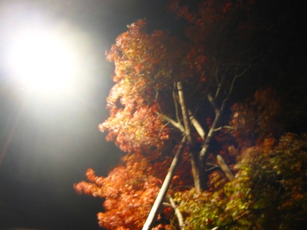イメージ 8