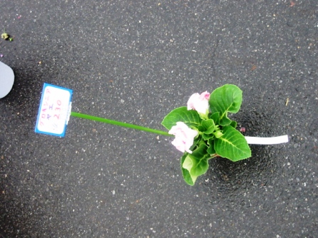 イメージ 4