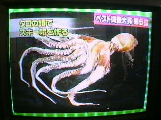 イメージ 5