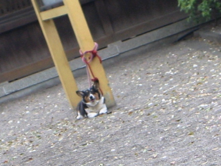 イメージ 4