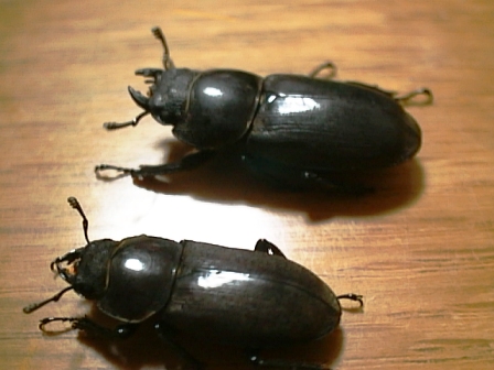 イメージ 8