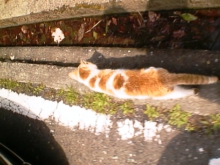 イメージ 2