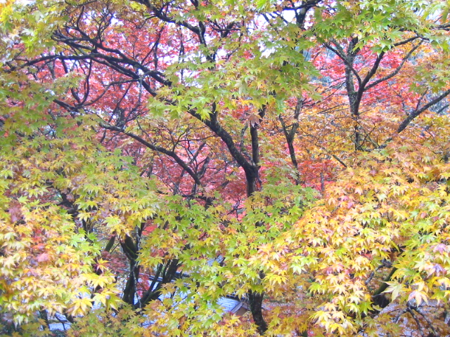 f:id:hateruna-yan:20191213230752j:plain