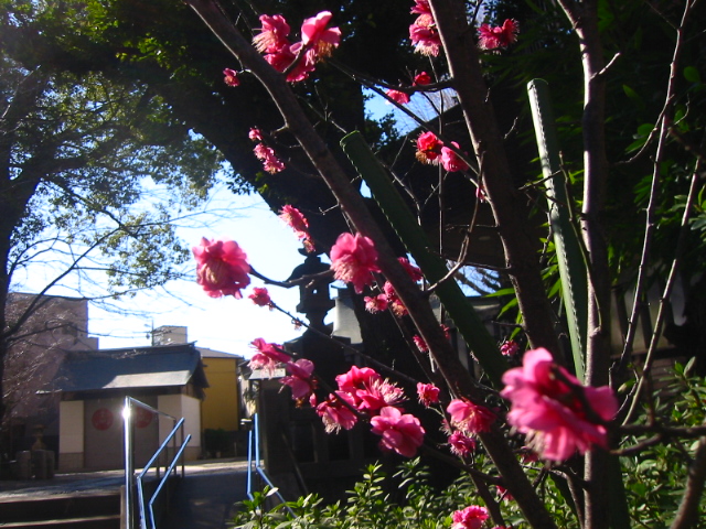 f:id:hateruna-yan:20200218201209j:plain f:id:hateruna-yan:20200218201209j:plain