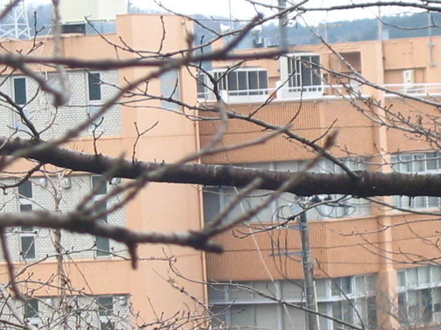 f:id:hateruna-yan:20200308230814j:plain