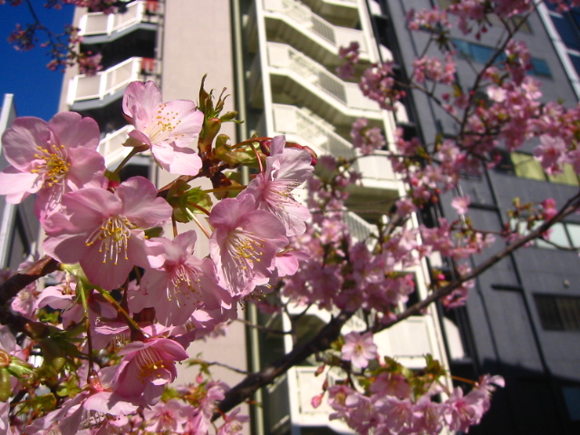 f:id:hateruna-yan:20200318190532j:plain