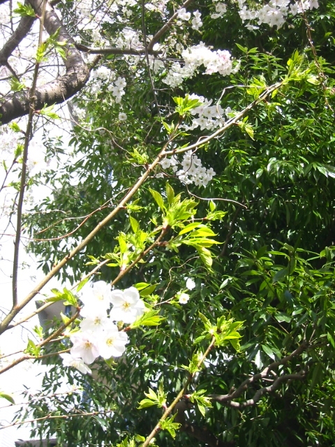 f:id:hateruna-yan:20200327020201j:plain f:id:hateruna-yan:20200327020201j:plain