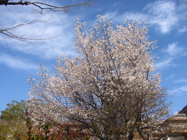 f:id:hateruna-yan:20200327020321j:plain