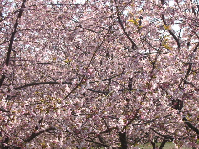 f:id:hateruna-yan:20200401174312j:plain
