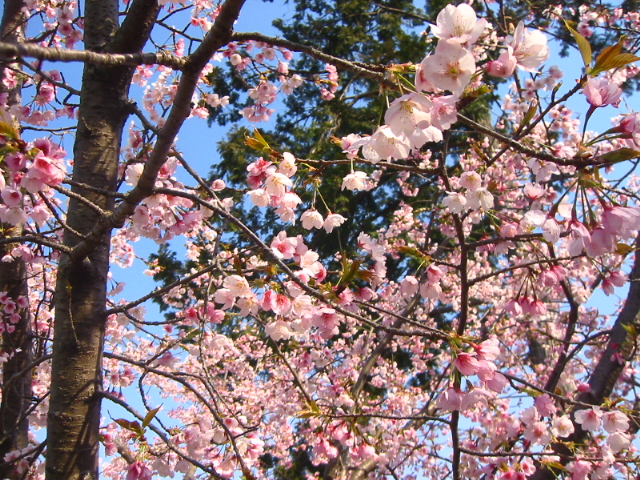 f:id:hateruna-yan:20200403200859j:plain