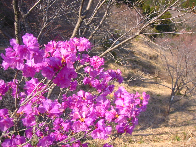 f:id:hateruna-yan:20200403201040j:plain