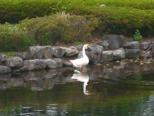 f:id:hateruna-yan:20200518213001j:plain
