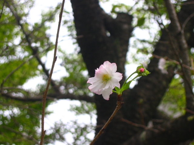 f:id:hateruna-yan:20200922091614j:plain