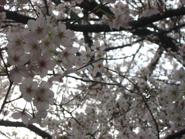 f:id:hateruna-yan:20210328233040j:plain