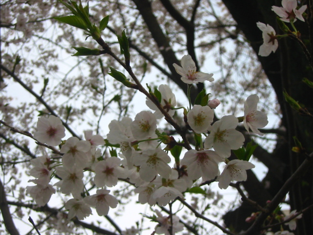 f:id:hateruna-yan:20210328233133j:plain
