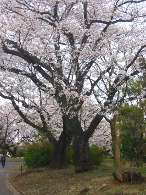 f:id:hateruna-yan:20210328233446j:plain