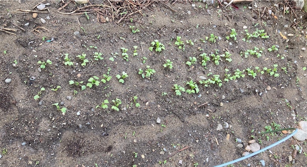 f:id:hatetate0229:20221203104413j:image f:id:hatetate0229:20221203104413j:image
