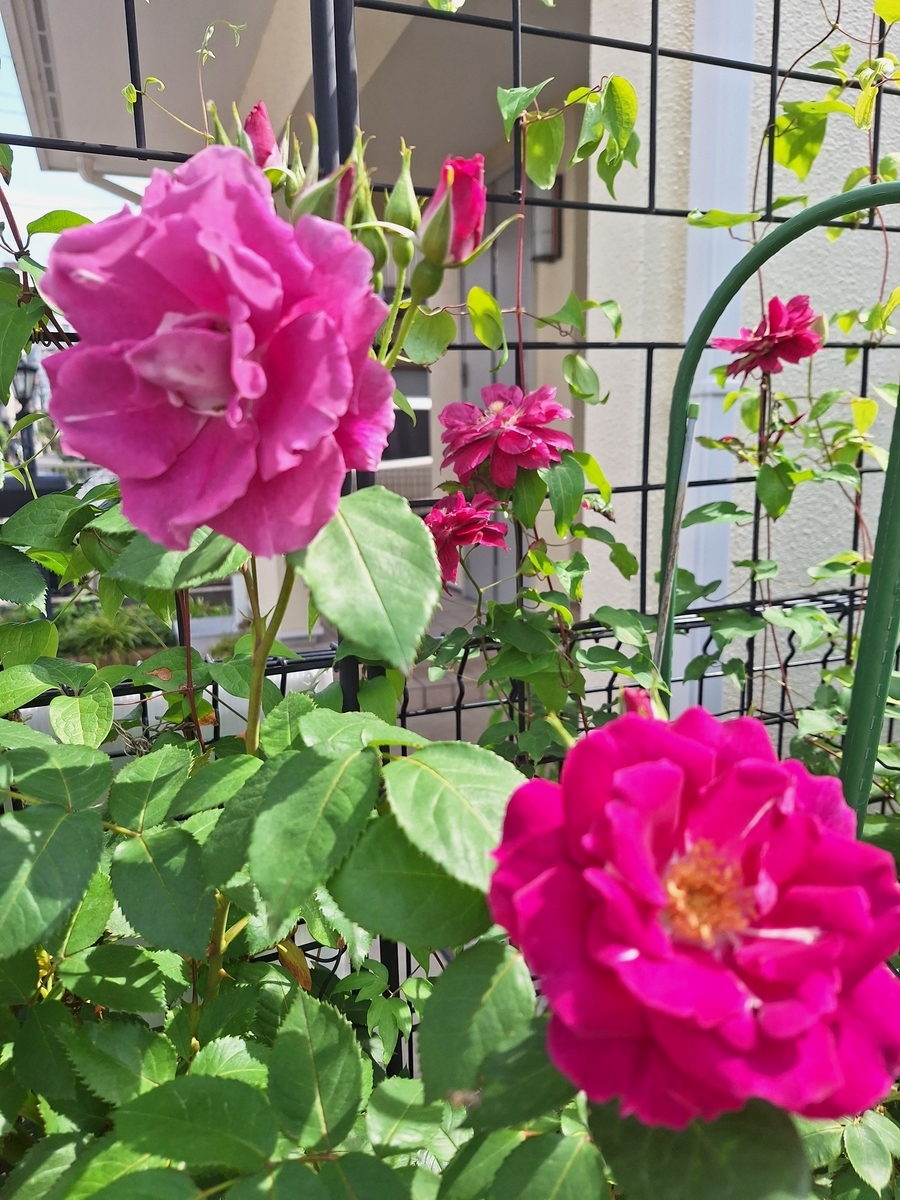 Blue薔薇様 Amazon｜【花風PLATINA Blue Rose ブルーローズ】 かなり煙の