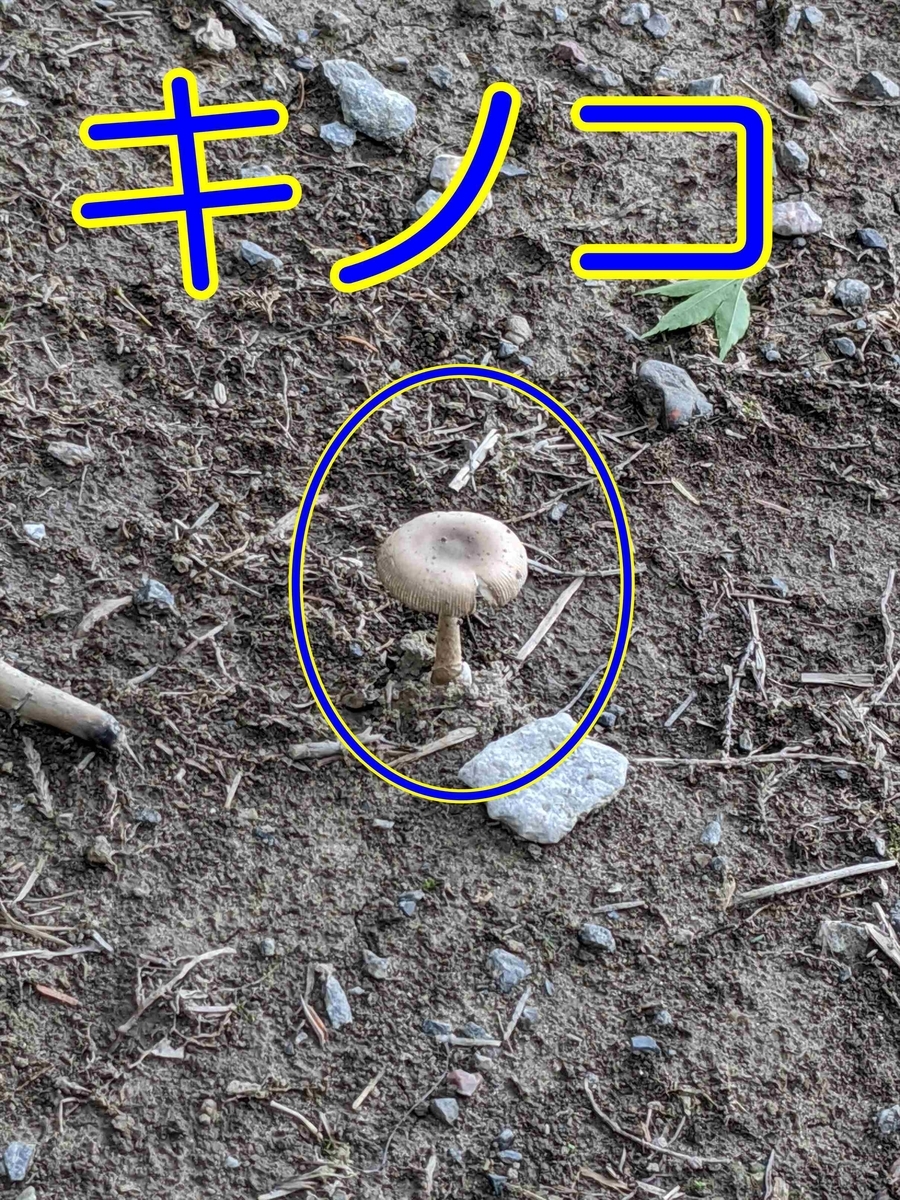 f:id:hatikinkun:20200922090913j:plain f:id:hatikinkun:20200922090913j:plain