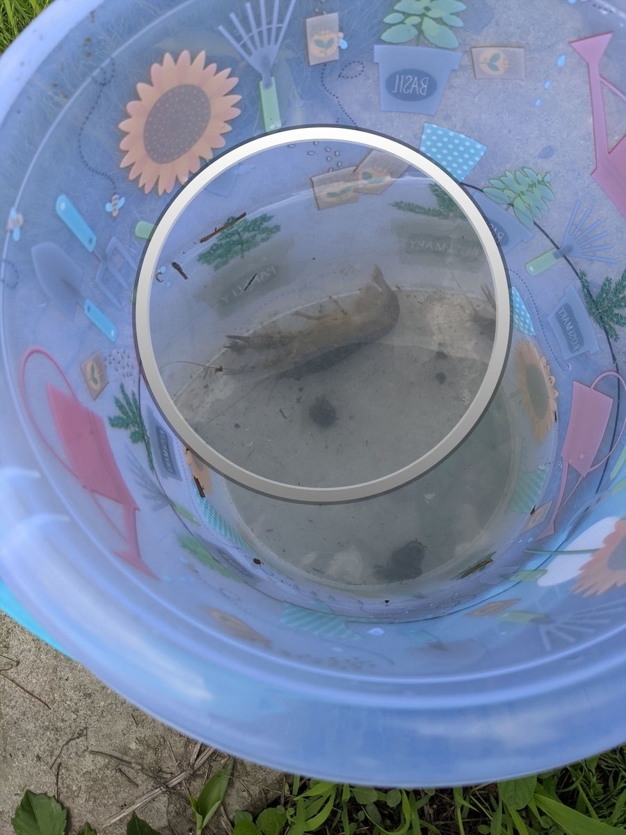 f:id:hatikinkun:20210604115546j:plain