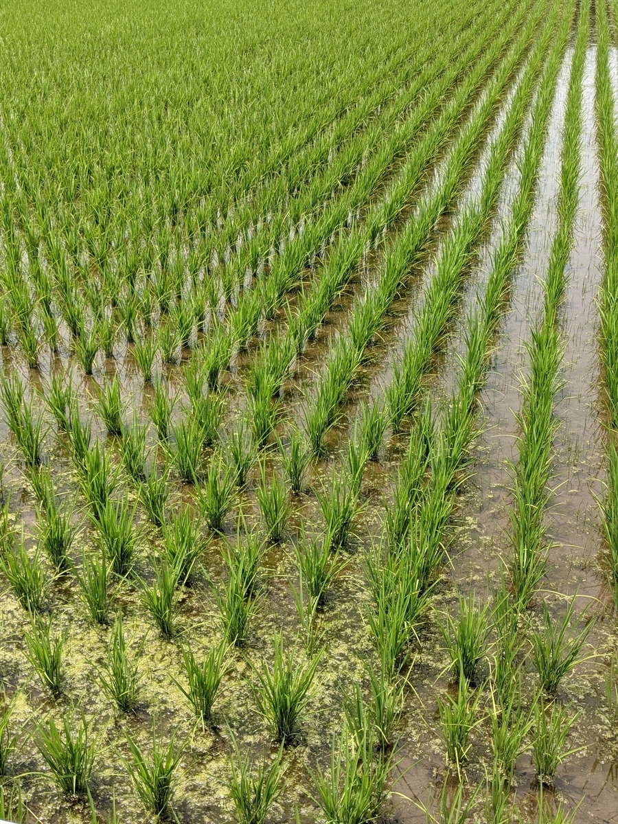 f:id:hatikinkun:20210617223227j:plain