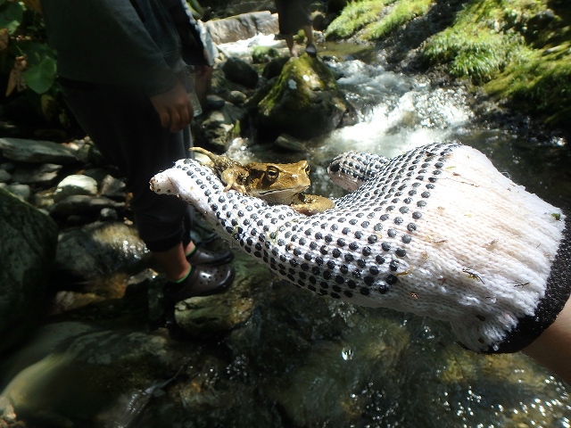 f:id:hatinoyado8:20160807205319j:plain f:id:hatinoyado8:20160807205319j:plain