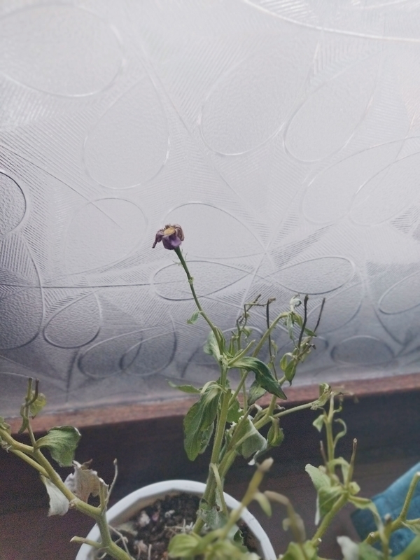 花は咲きそして枯れるから モトハチ 元蜂の宿管理人のブログ