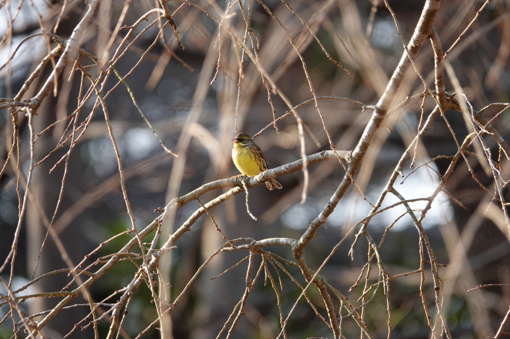 f:id:hato36:20180121152553j:plain