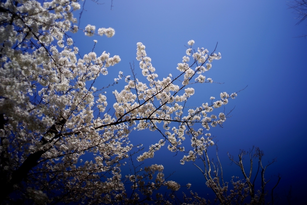 f:id:hato36:20180325111419j:plain