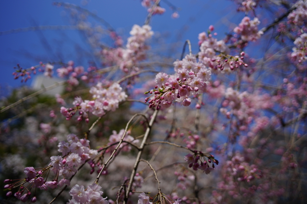 f:id:hato36:20180325111803j:plain